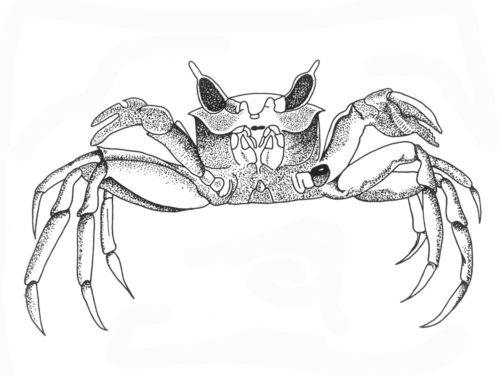 a black and white drawing of a crab with its claws in the air