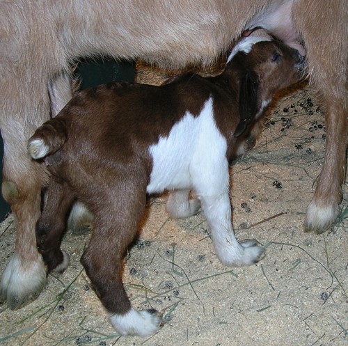 the baby horse is suckling her mother's 