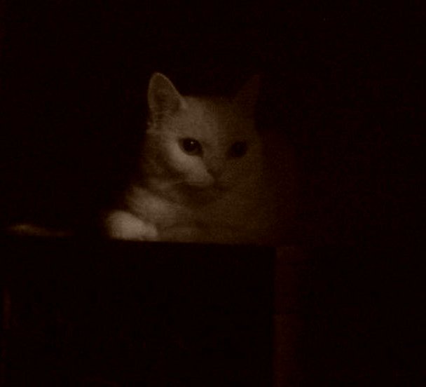 white cat with blue eyes sitting in dark room