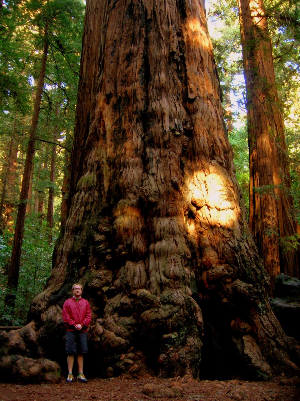 a man standing in front of a large tree in the forest