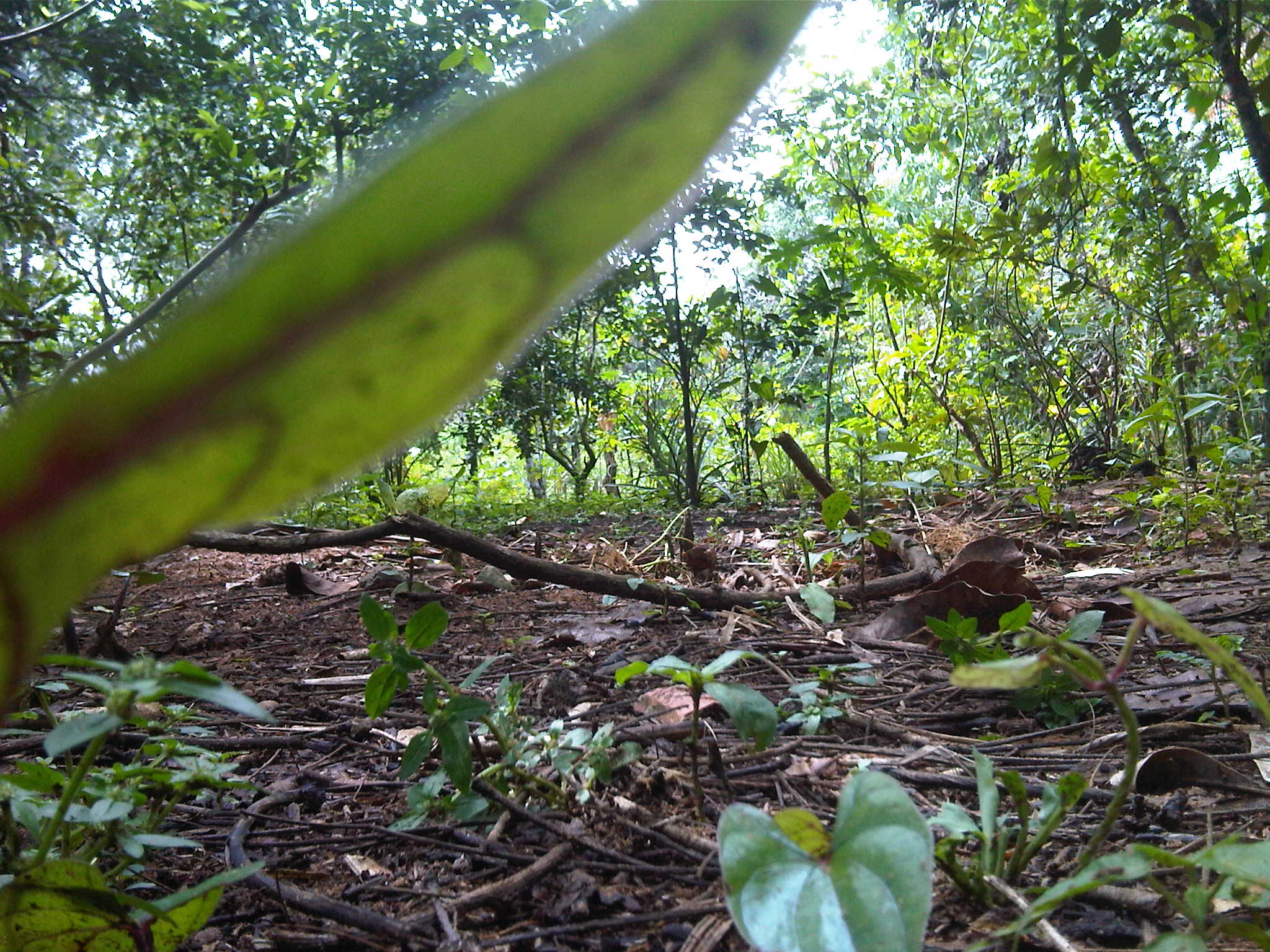 a large group of trees and vegetation in the woods