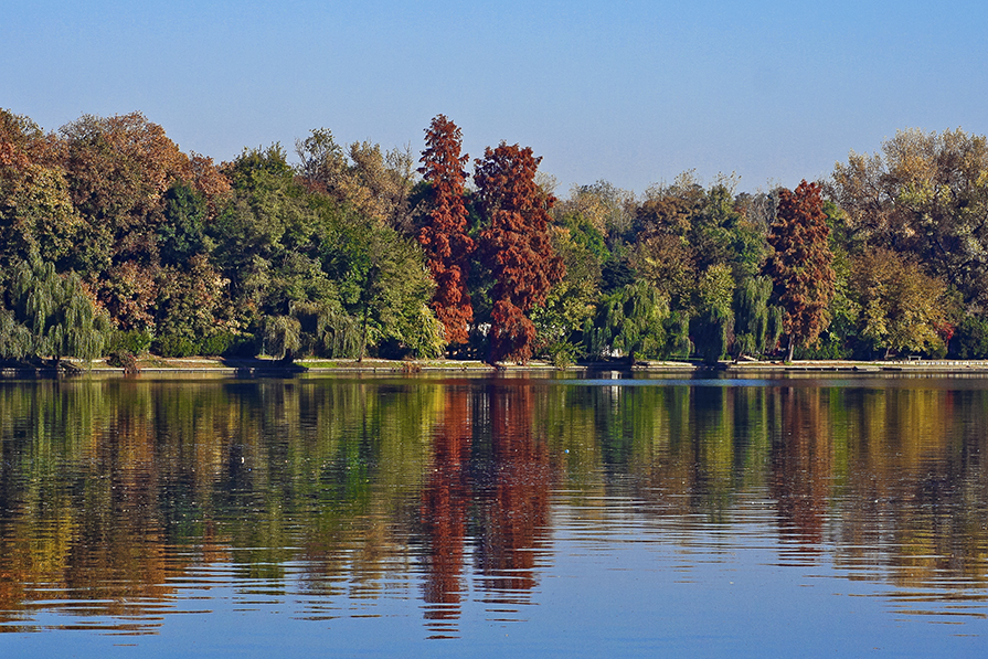 the view of trees from across a lake