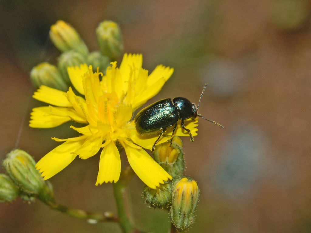 a green bug is sitting on yellow flowers