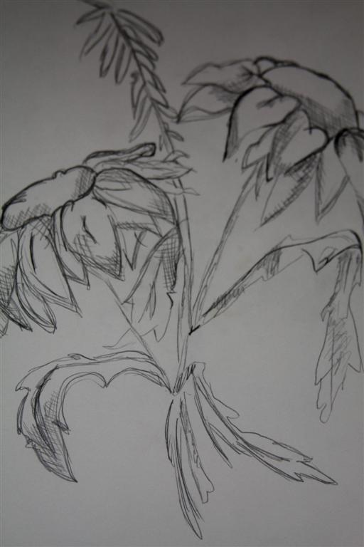 black and white drawing of a tall plant