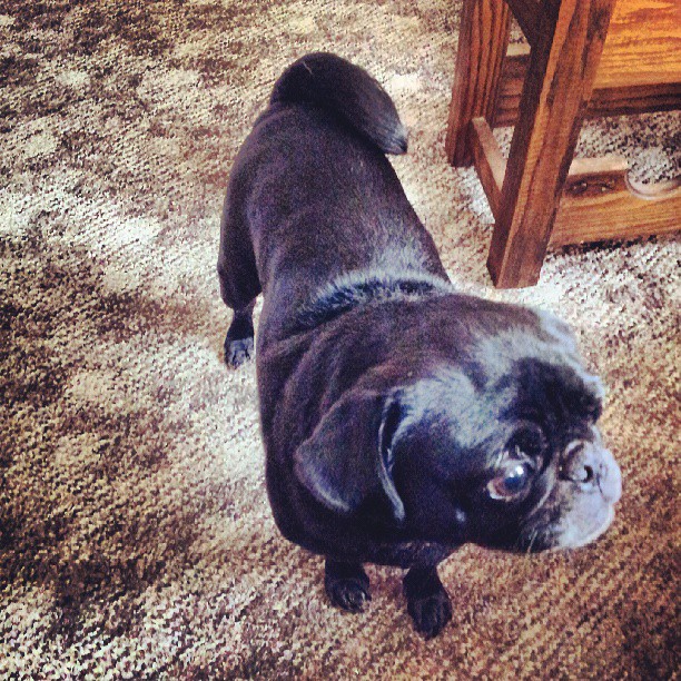 a black pug standing in the middle of a room