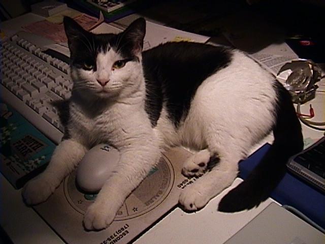 black and white cat laying on top of a computer mouse