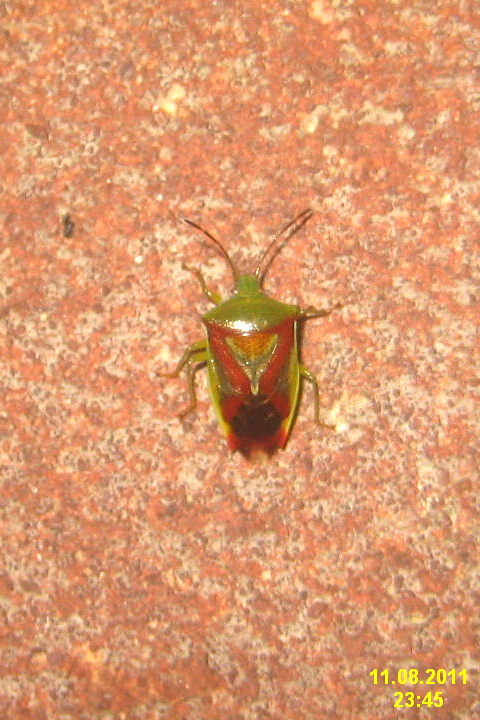 a green bug on a tile in the ground