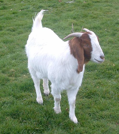 a goat stands in the middle of some grass