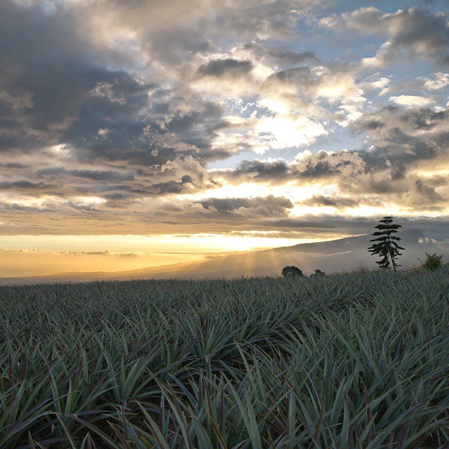 the view from a grassy field, with some clouds