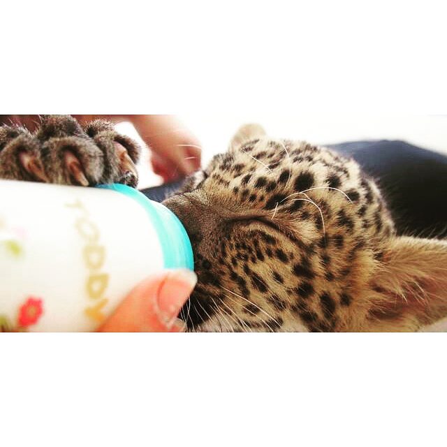 a close up of a cat drinking out of a cup
