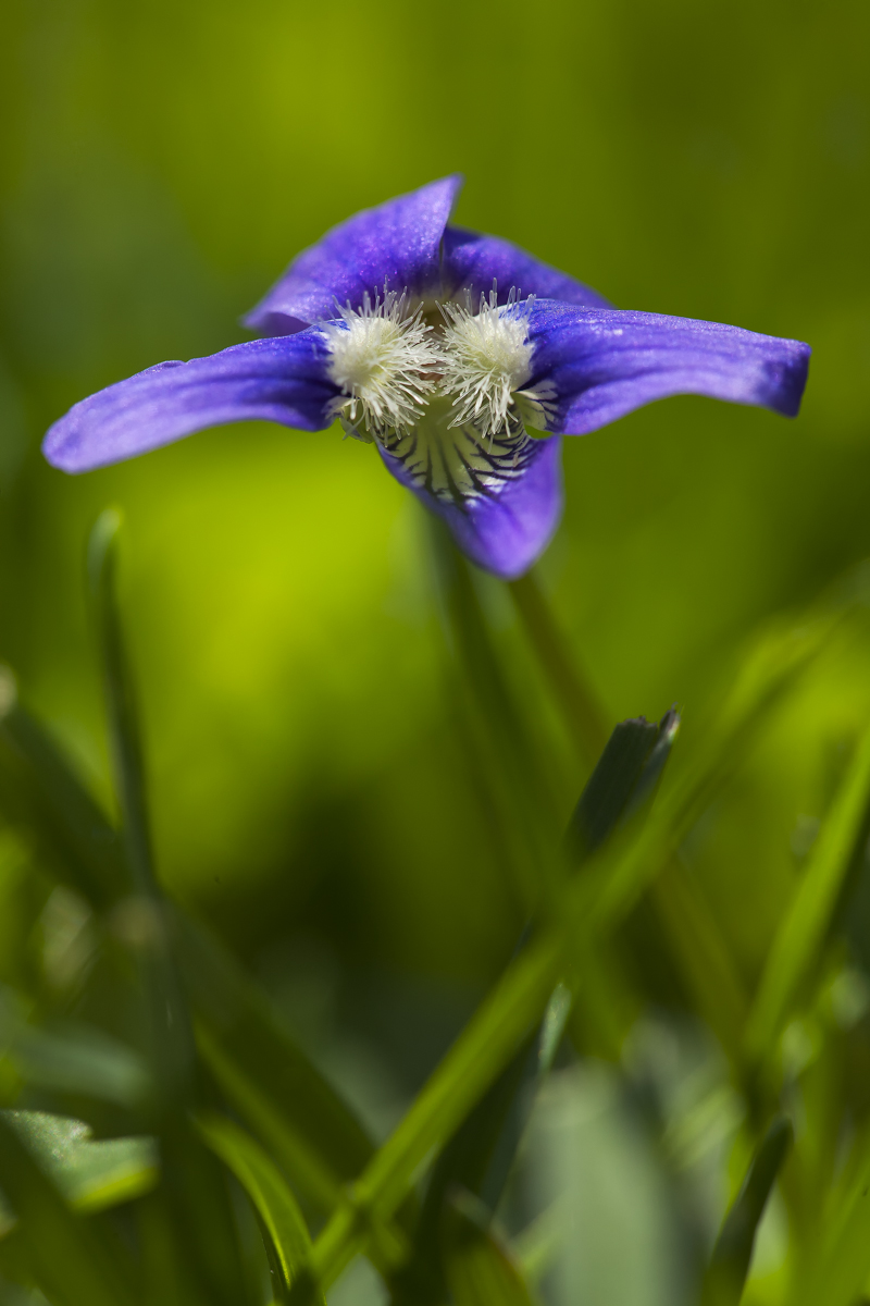 the purple flower is blooming among the green leaves