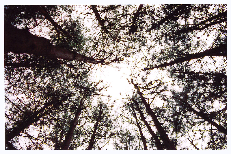 view from ground looking up at the sky from trees
