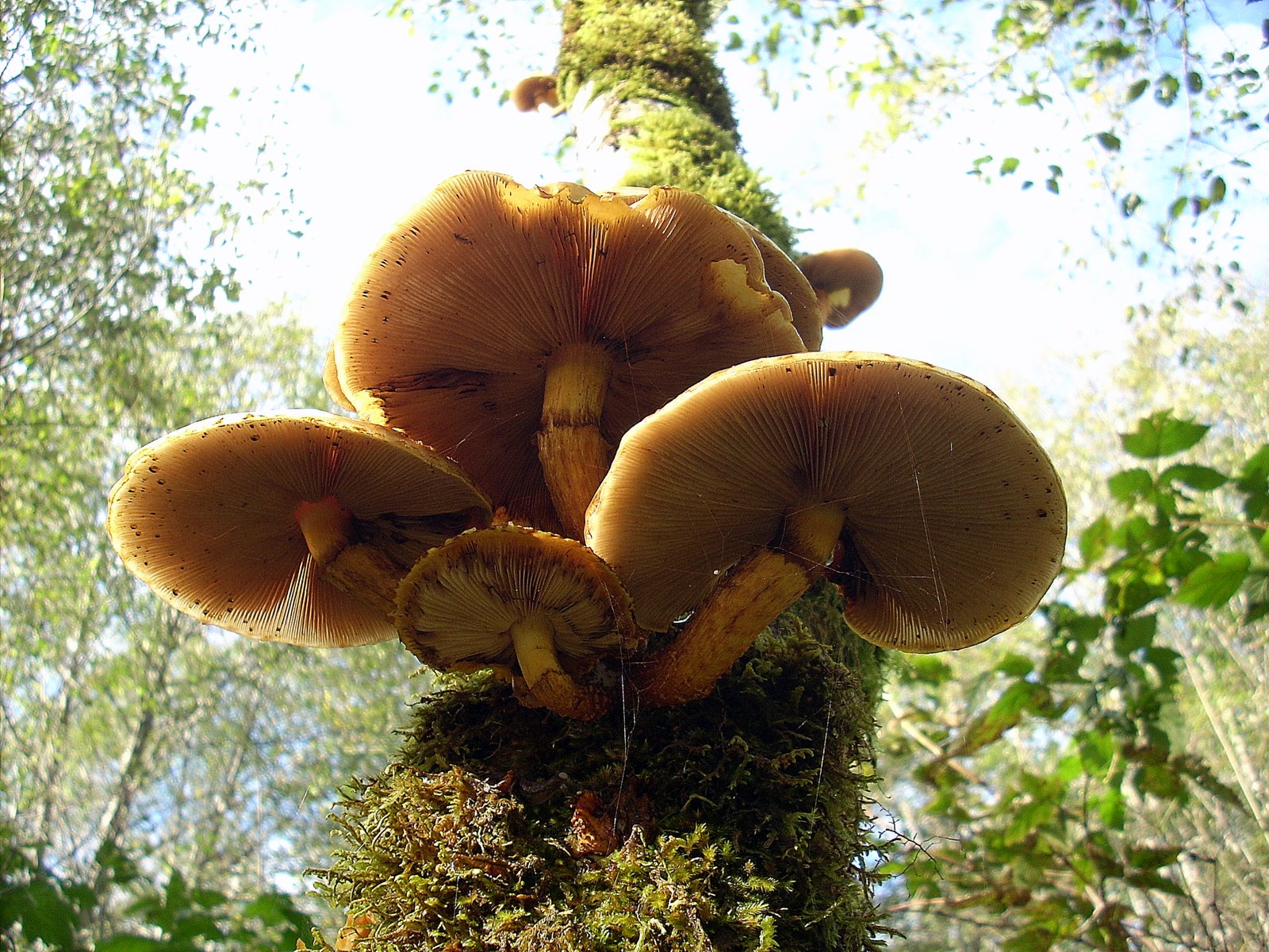 this is a group of mushrooms growing on a tree