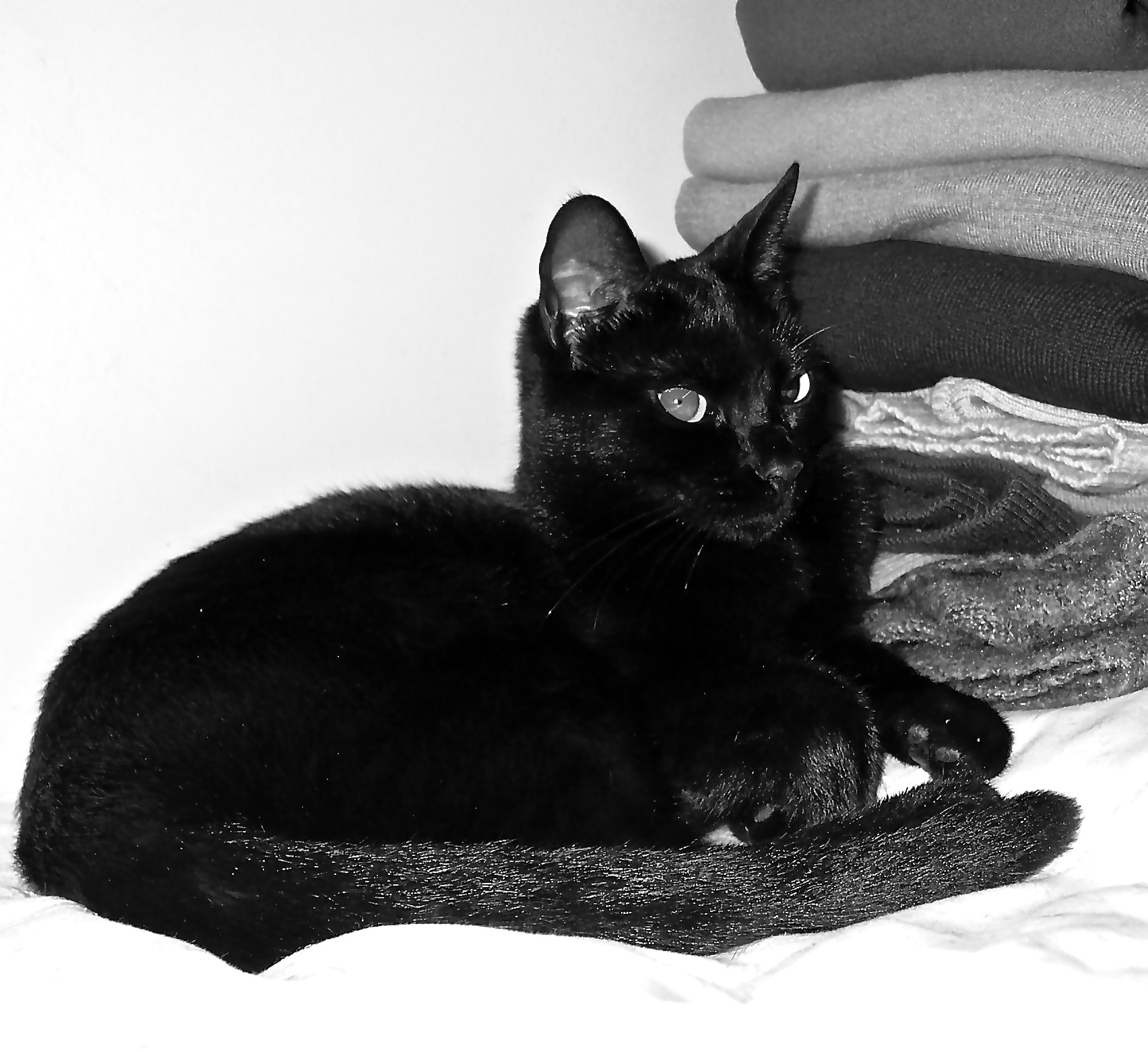 there is a black cat laying on the bed