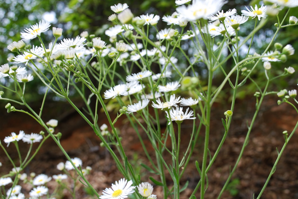 some white flowers growing next to the ground