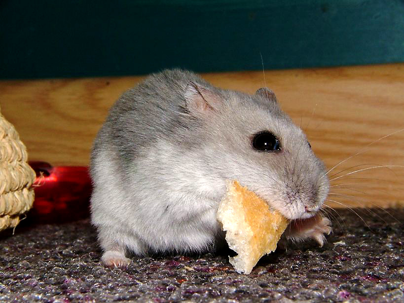 a hamster eating some bread on the floor