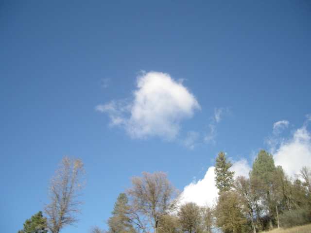 a picture of trees that are around the sky