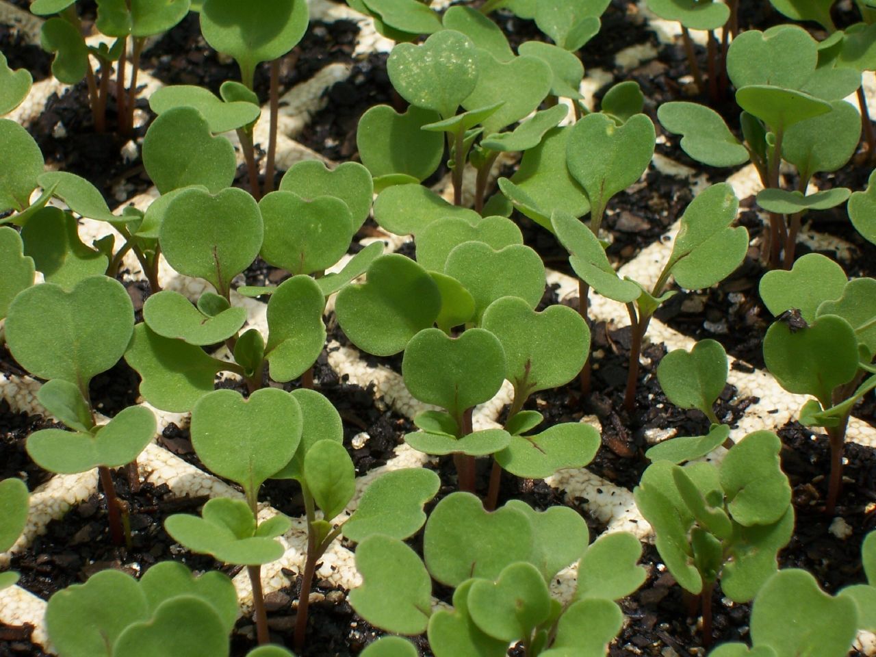 green plants sprouts from the soil with tiny rocks surrounding them