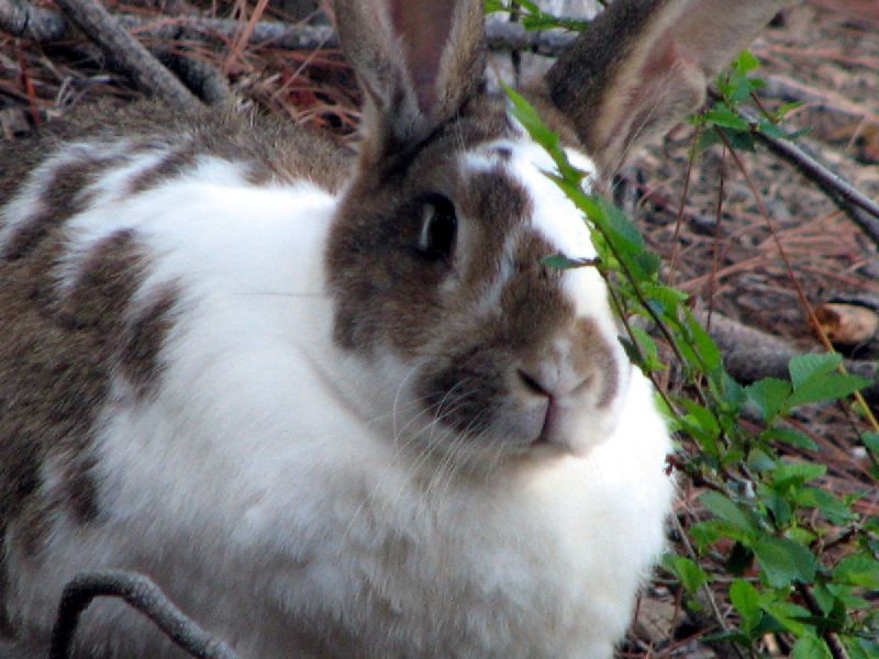 a rabbit sitting next to some shrubbery on the ground