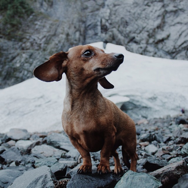 small dog standing on a rocky area near a large mountain