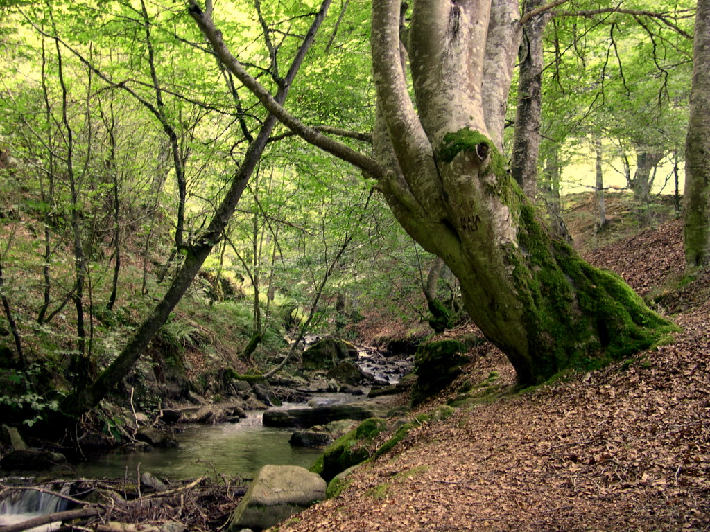 this is a creek in the woods that looks like it was built