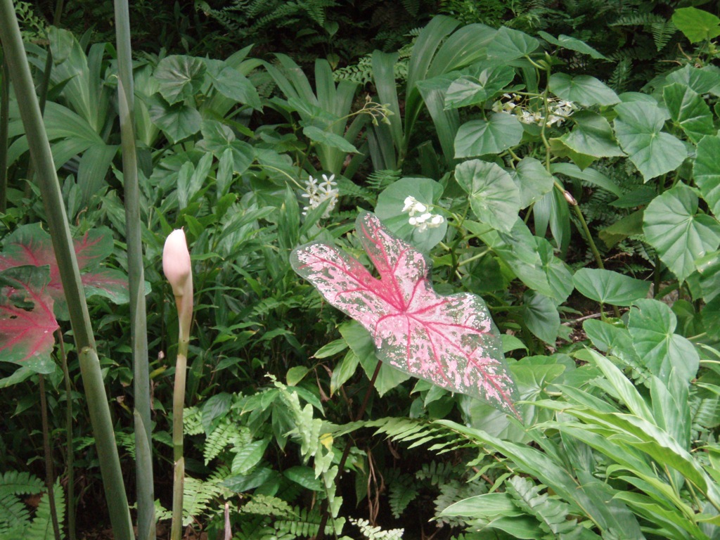 an unusually colored, leafy plant surrounded by large, green leaves