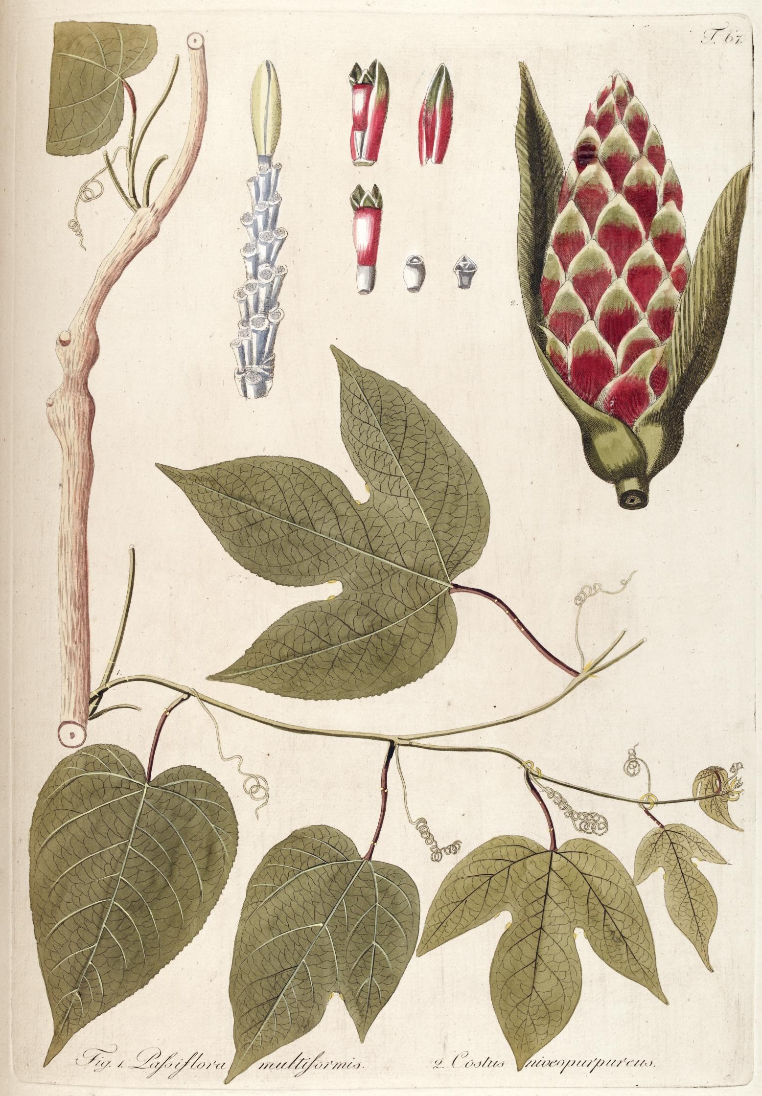 a leafy plant with various plants, some on the stem and others on the other nch