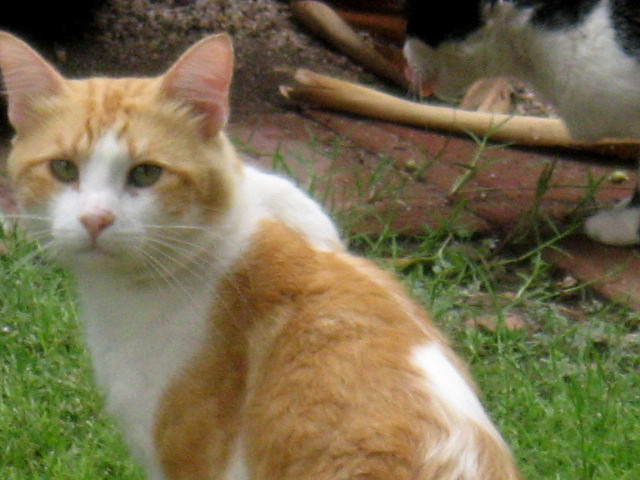 one orange and white cat standing in a yard