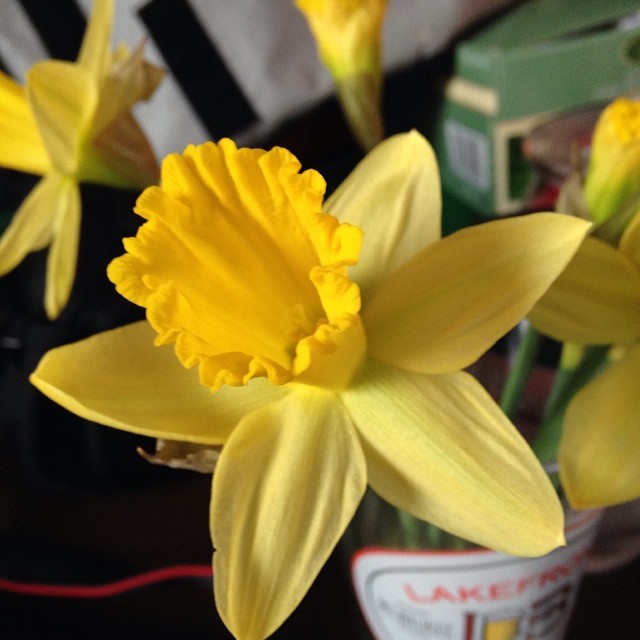 a closeup of a bunch of flowers in a glass vase