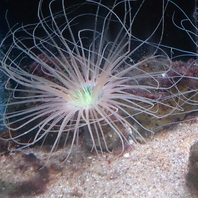 sea anemone in the water looking around