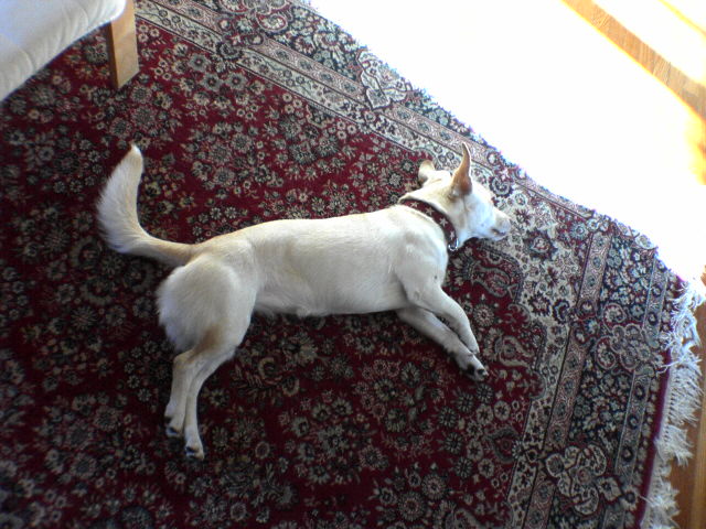 there is a white dog laying on top of a rug