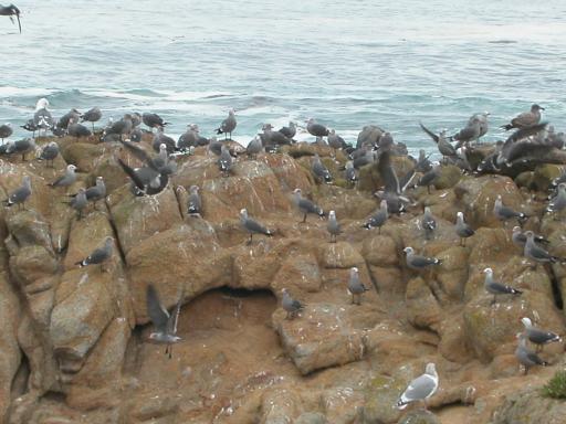 a large flock of birds standing on the rocks near the water