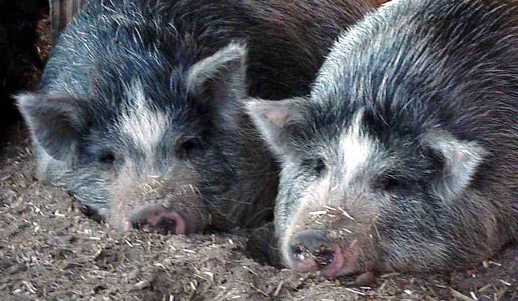 two pigs laying down in the dirt with their nose close to each other