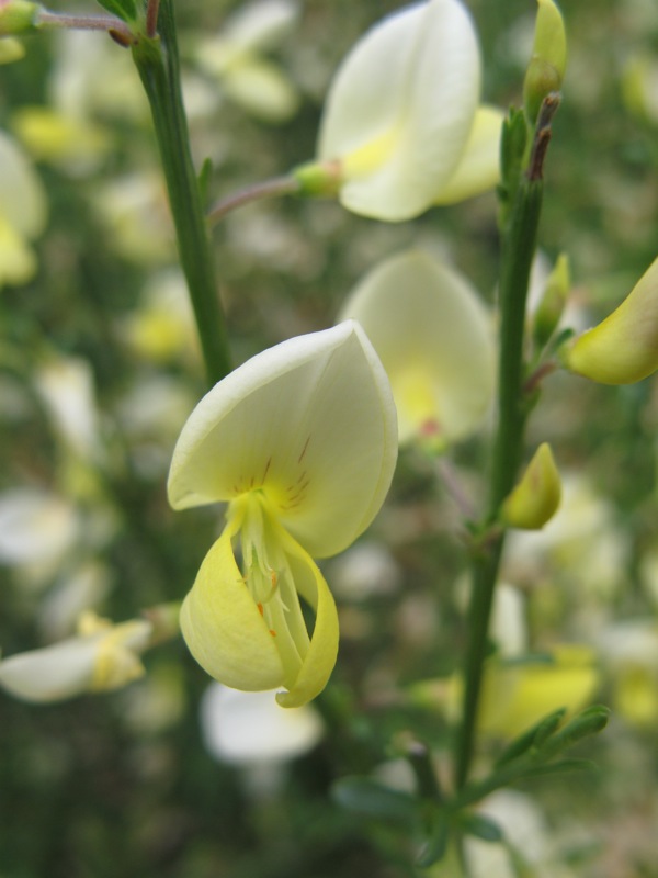 some pretty white flowers with yellow blooms