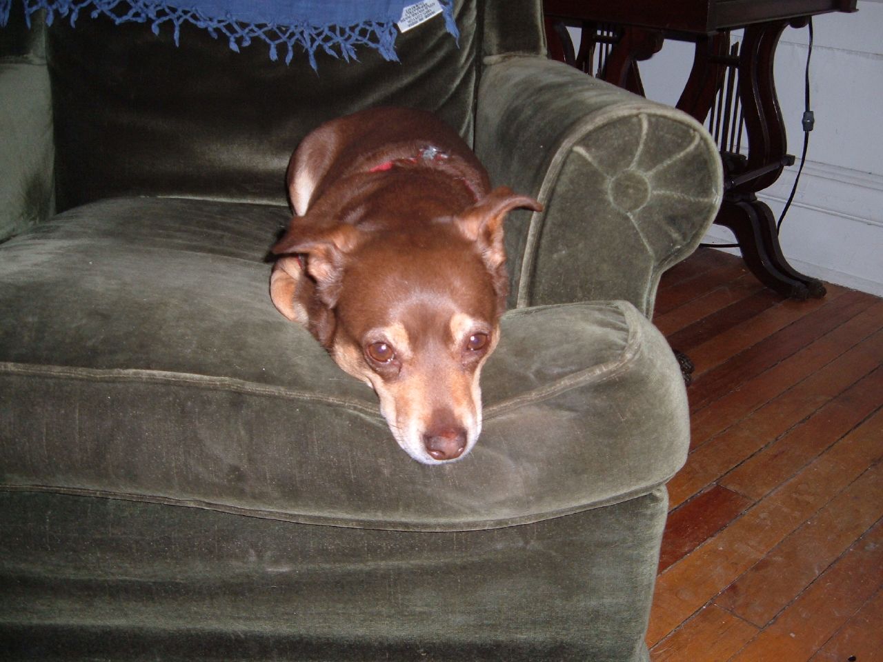 a dog laying on an old green chair