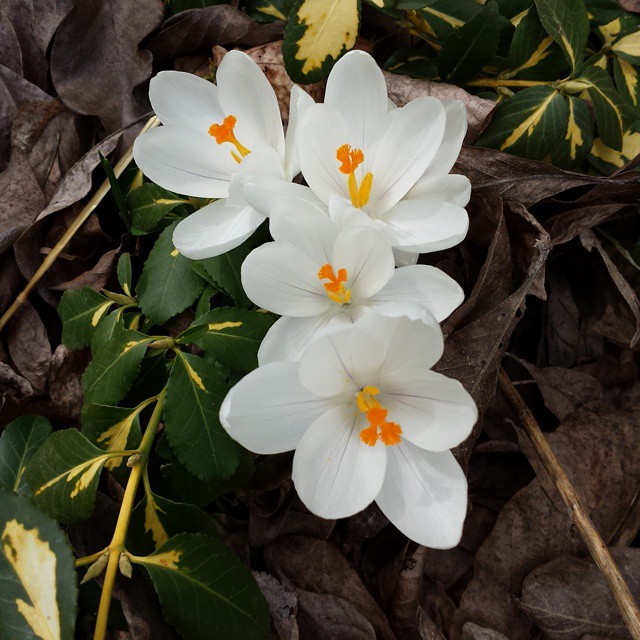 some white flowers with orange tips surrounded by leaves