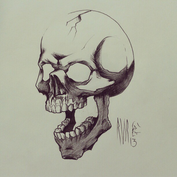 the drawing shows the same skull as a drawing