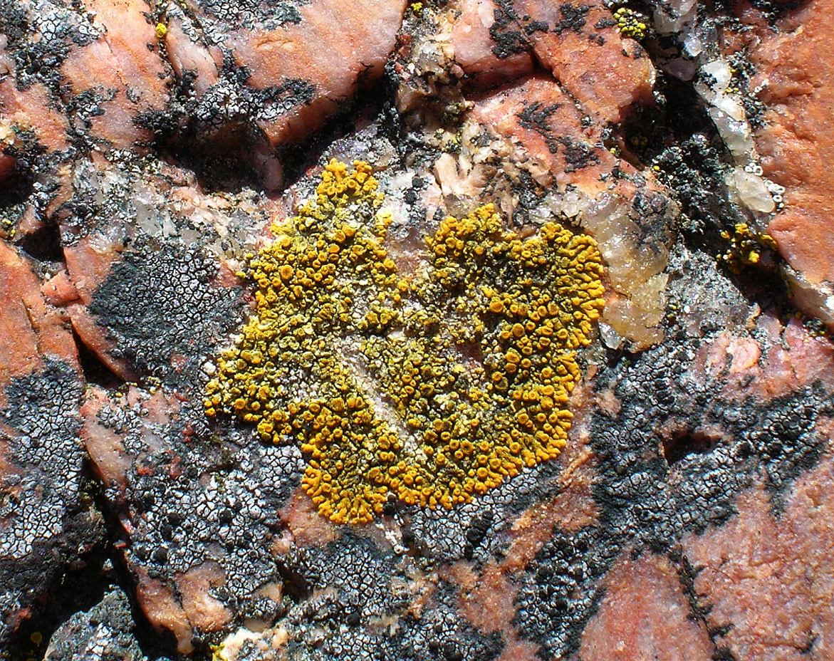 an item with a heart shaped imprint on it in between red rock