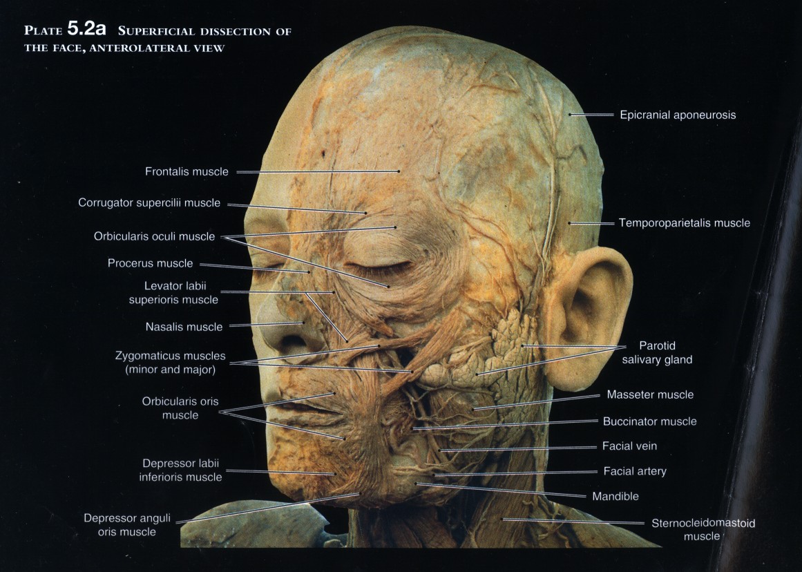 the human head is shown with all parts labelled