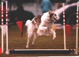 a dog is jumping over a hurdle in the grass