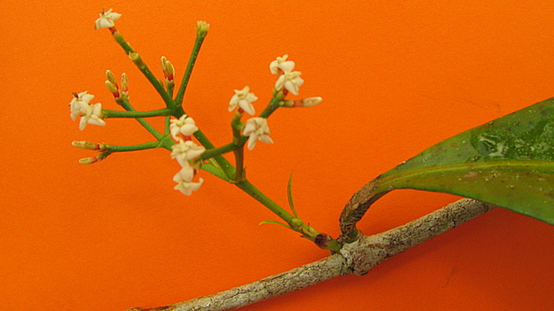 a small nch with flowers grows against an orange wall
