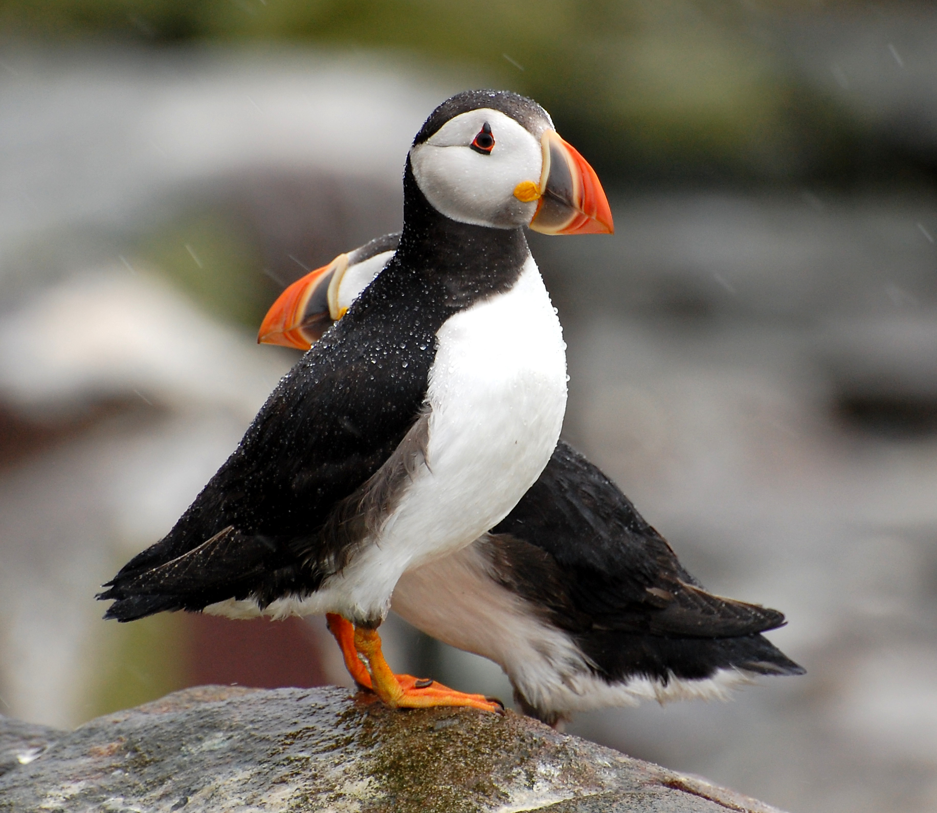 two black and white birds on a rock