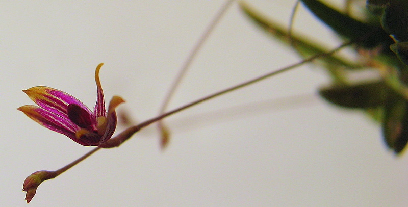a closeup view of the center piece of a flower
