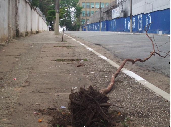 the small tree trunk fell down in the street