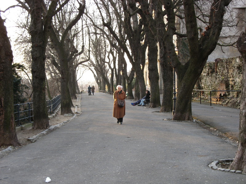 people walk down a path lined with trees