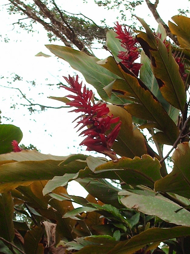 a red flower sitting on top of a lush green plant