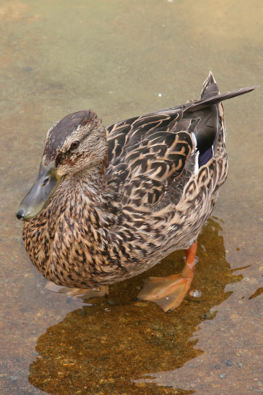 a duck in the middle of some water with its head above the water