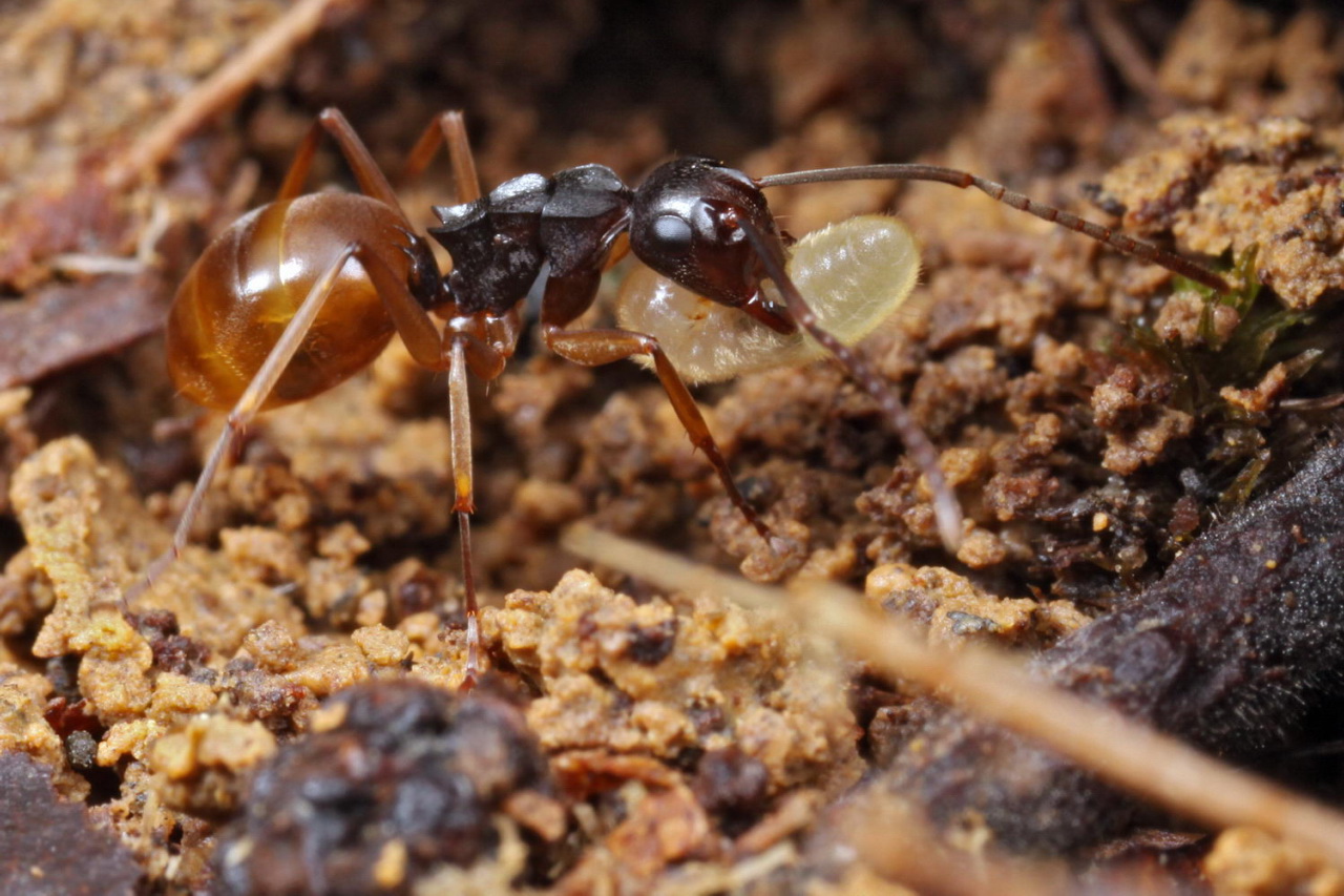 a close up s of a brown ant ant