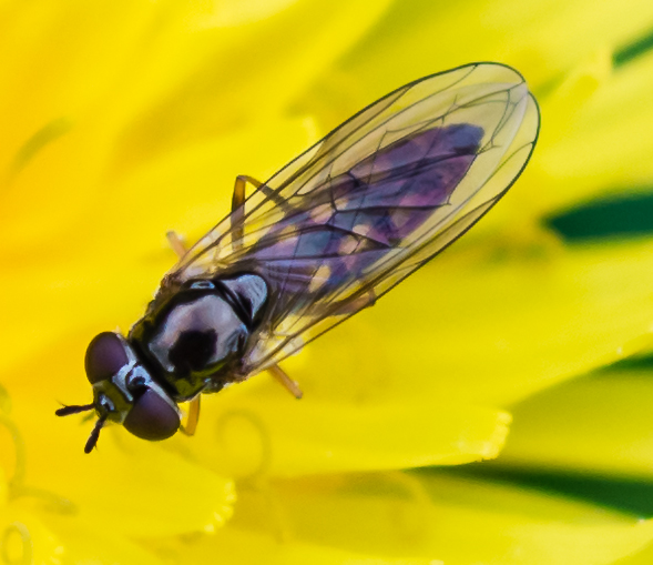 the fly is perched on the yellow flower petals