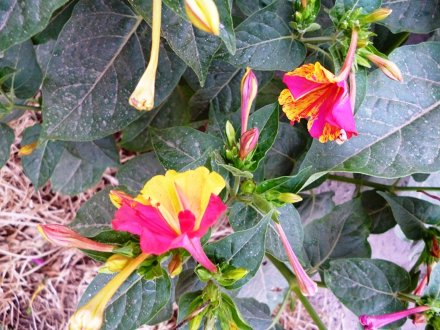 close up view of colorful flowers growing in the dirt